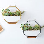Hexa Frame Wall Planter - Stylish Indoor Wall Hanging Planters with Durable Design 1
