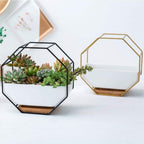 Hexa Frame Wall Planter - Stylish Indoor Wall Hanging Planters with Durable Design 7