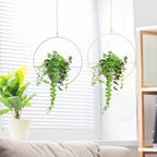 Hanging plants in decorative circular holders against a white window blind background.