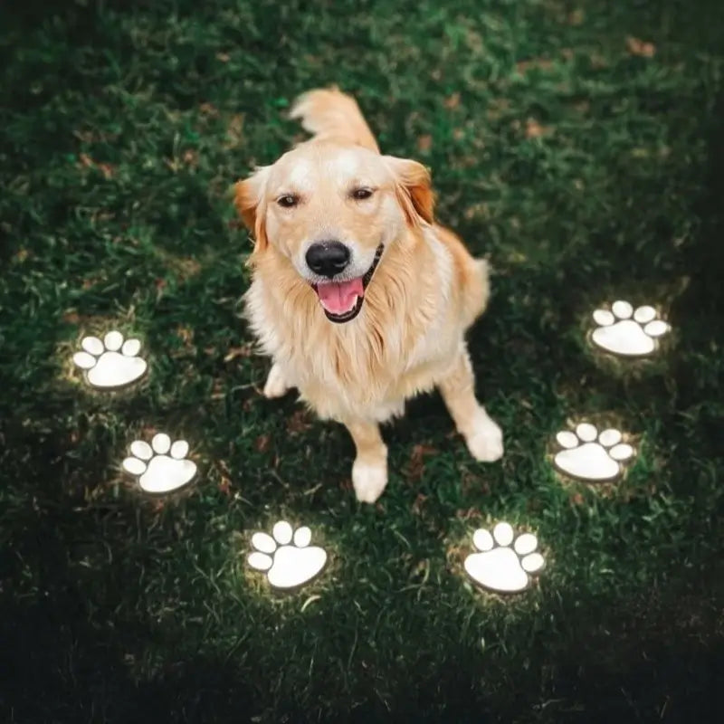 PawGlow Solar Garden Lights - Weather Resistant, Automatic Illumination 0
