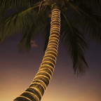 A palm tree trunk wrapped in warm white spiral string lights against a twilight sky, with dark green fronds visible at the top.