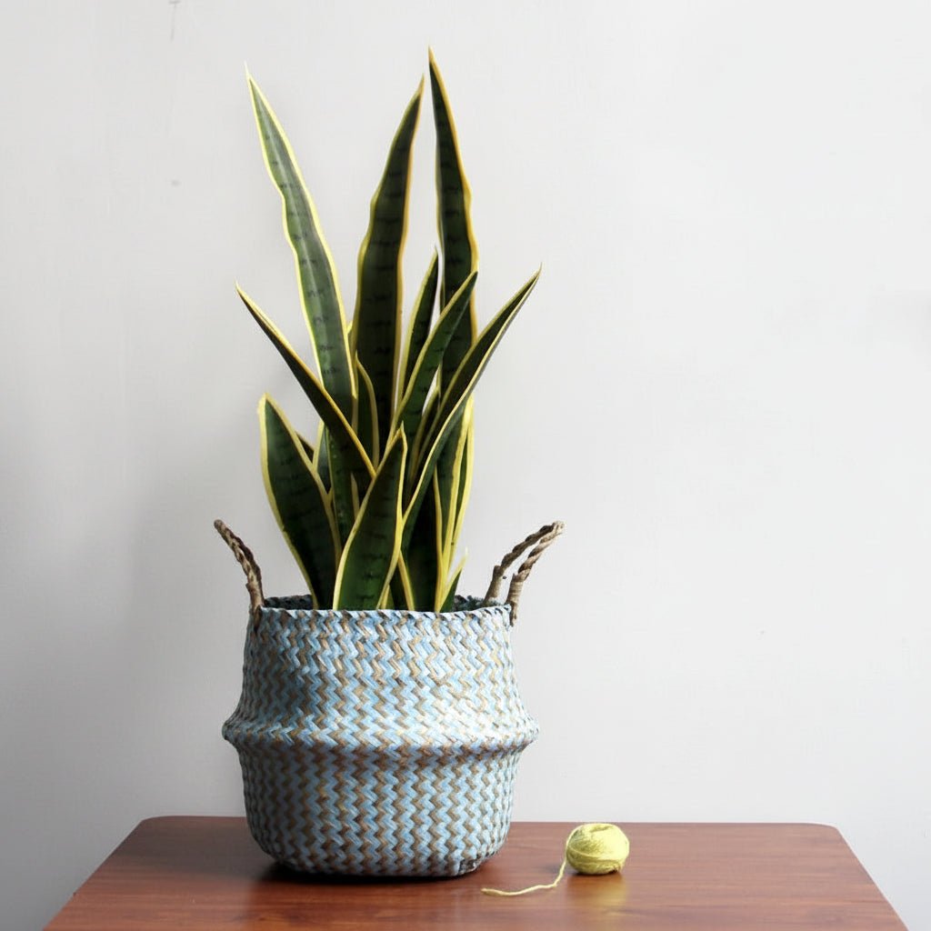 Potted plant in a textured pot on a wooden surface with a plain background