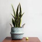 Potted plant in a textured pot on a wooden surface with a plain background